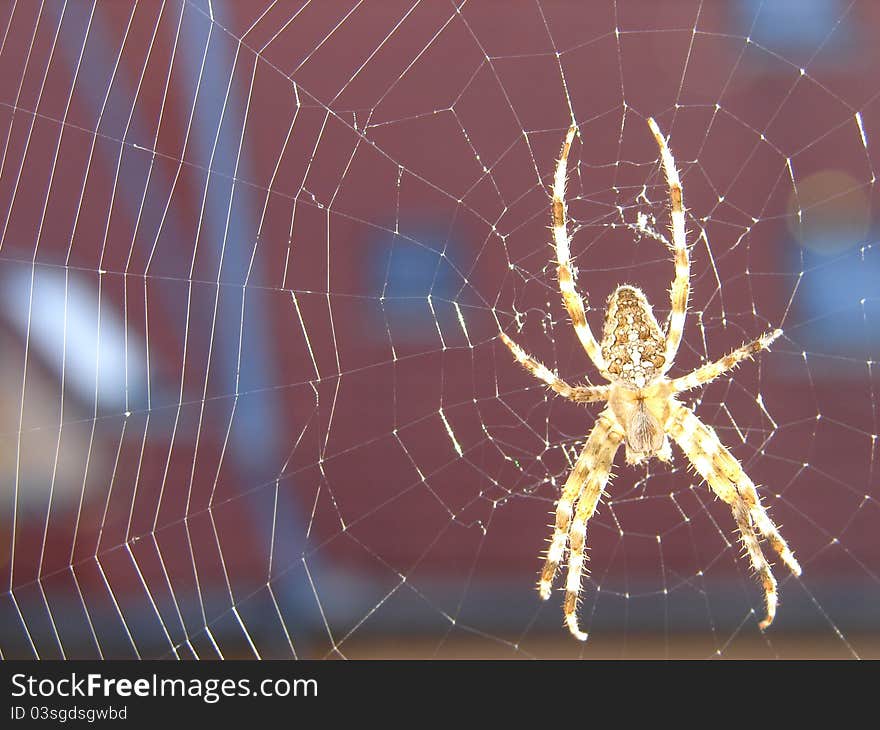 Spider in the middle of the web