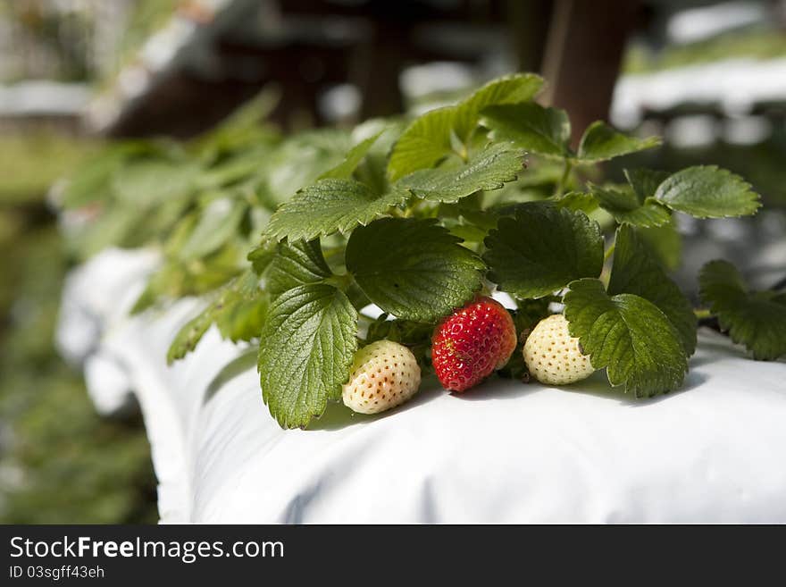 Young strawberries in a nursery. Young strawberries in a nursery