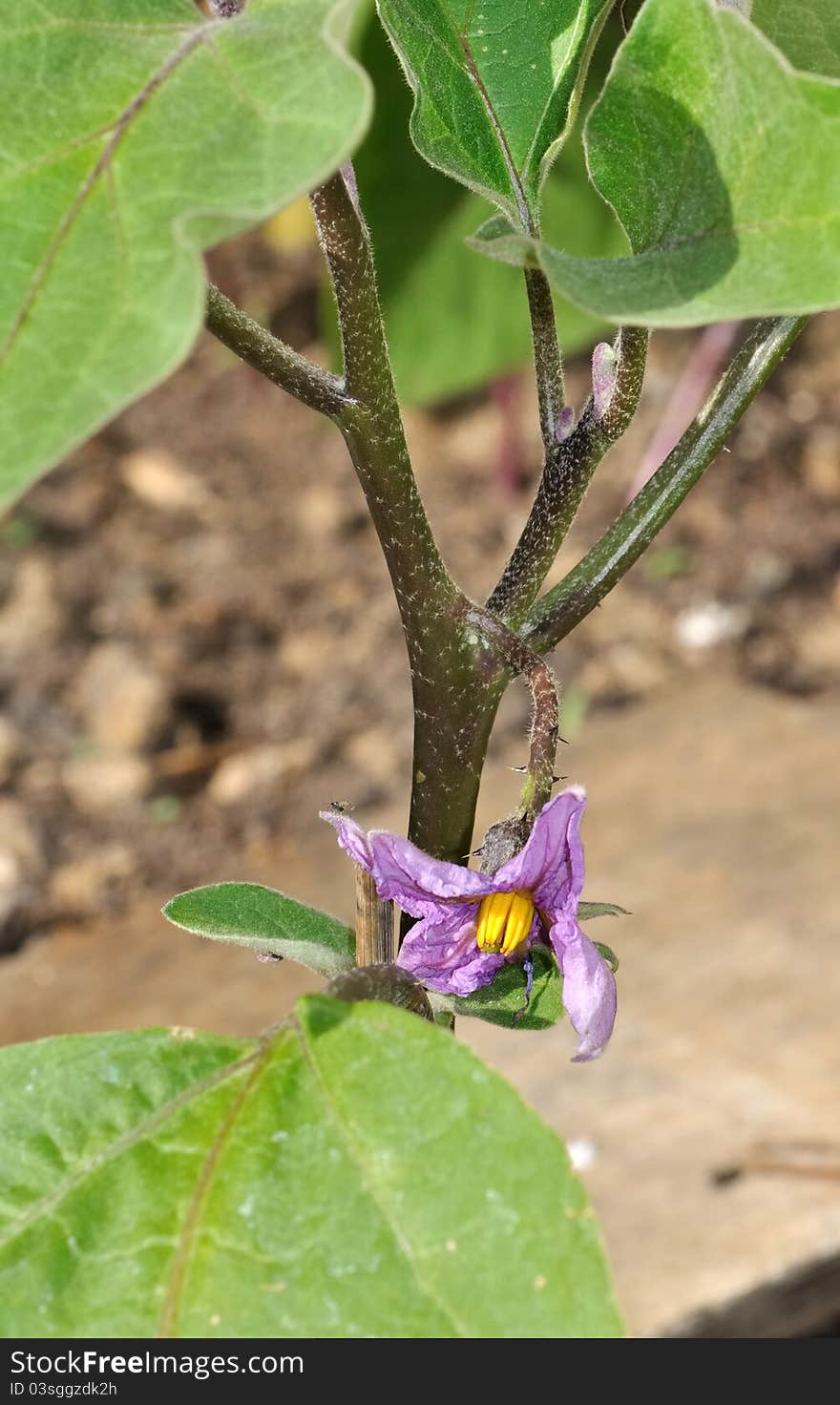 Eggplant Purple Flower