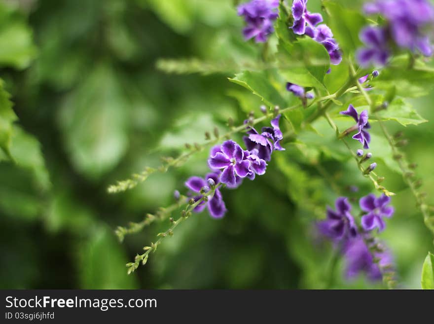 Colorful tropical flowers (Duranta erecta / Verbeceae) on green background. Colorful tropical flowers (Duranta erecta / Verbeceae) on green background