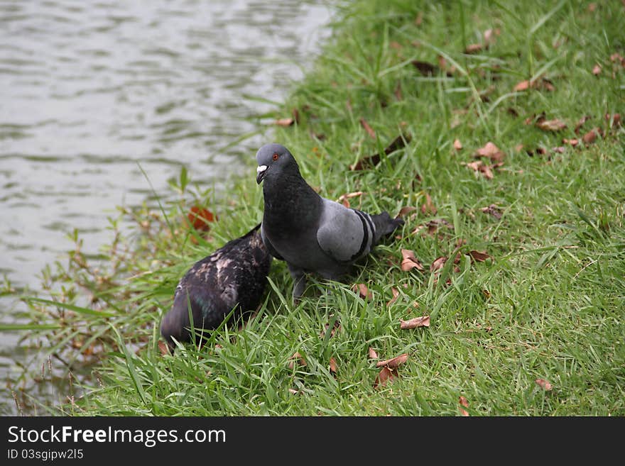 Grey pigeons