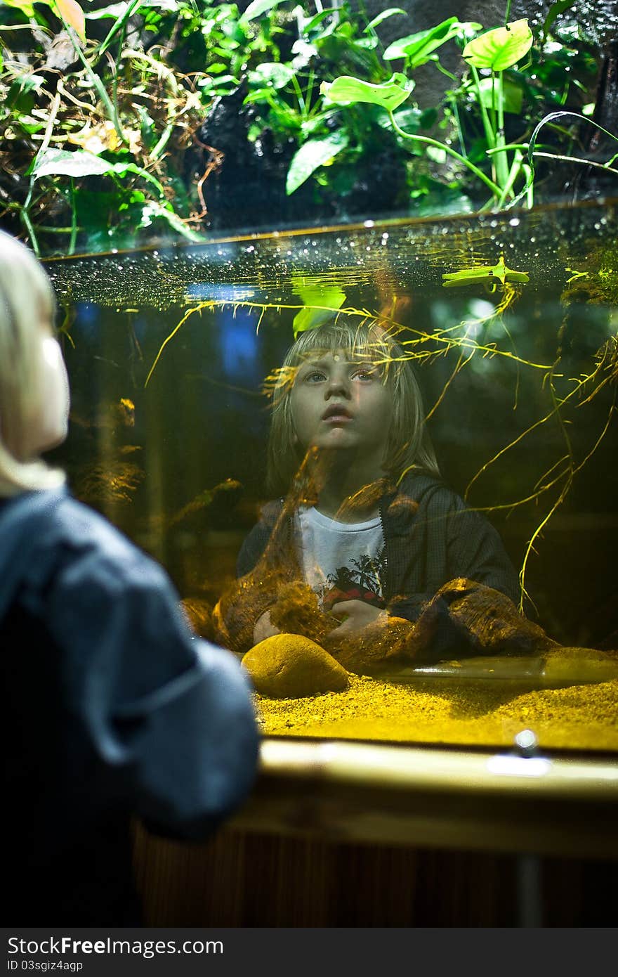 Boy staring at the aquarium. Boy staring at the aquarium