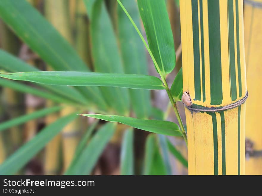 Close Up Of  Golden-Stripe Bamboo Stems