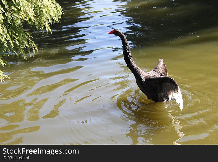 Swan in freedom