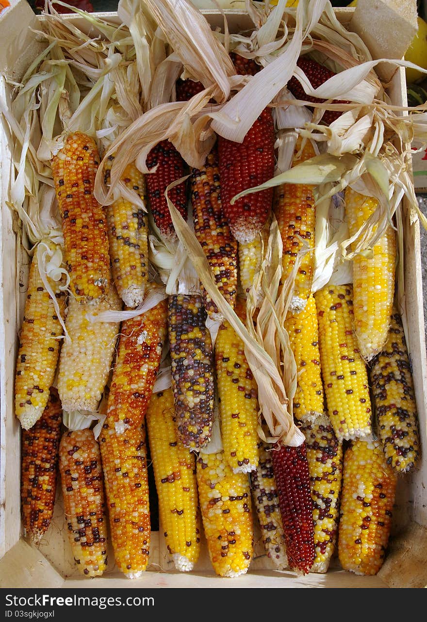 Ornamental ears of corn in a wooden small box. Ornamental ears of corn in a wooden small box.