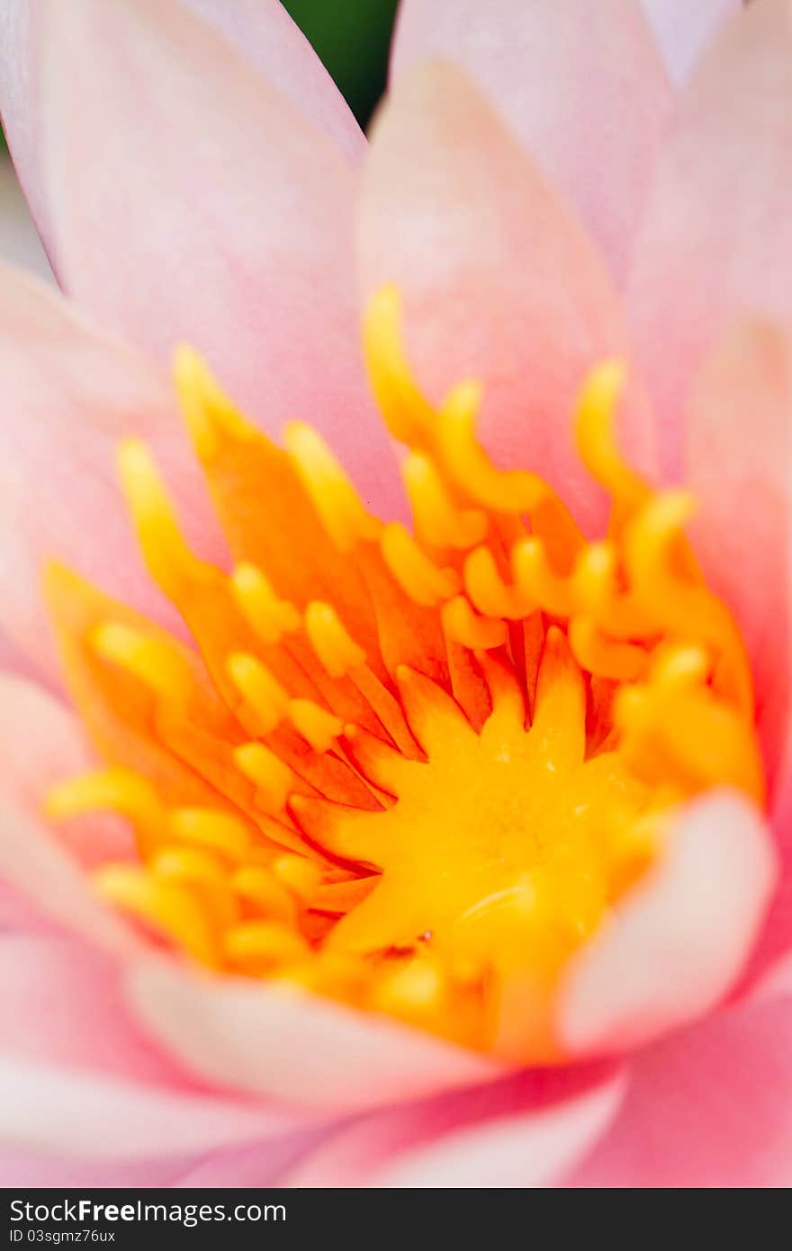 Macro photo of pink lotus with yellow pollen. Macro photo of pink lotus with yellow pollen