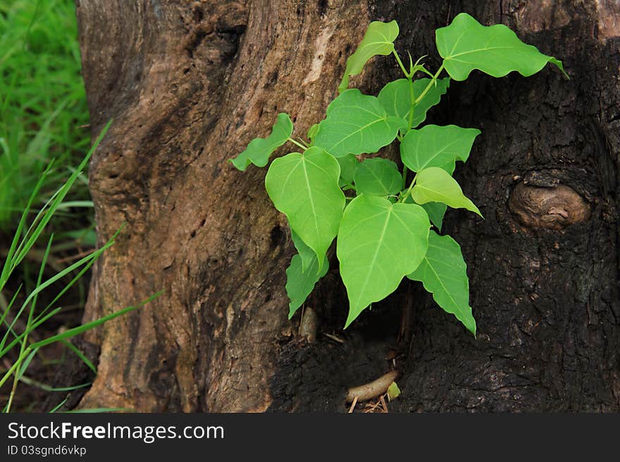 Young green tree on the old stump