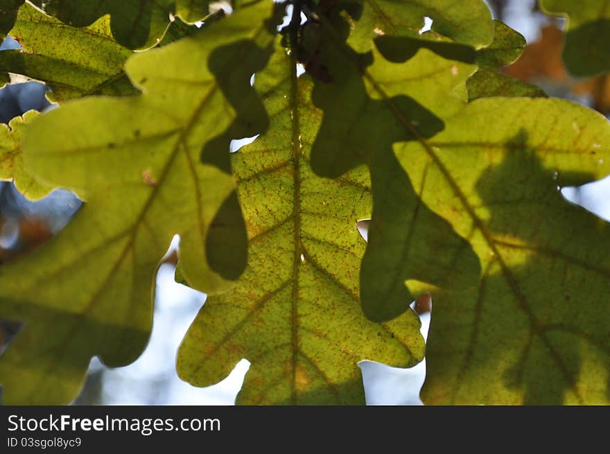 Green oak leaves