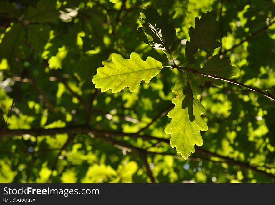 Green oak leaves