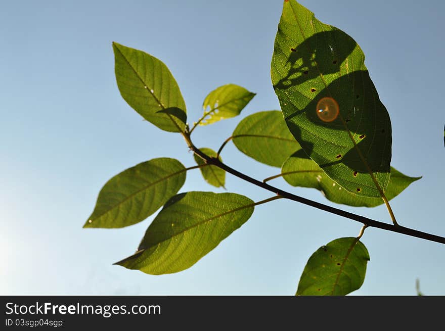 Green leaves and blue sky on background