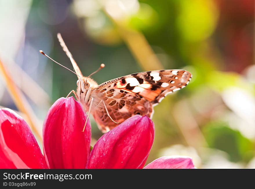 Beautiful butterfly rests on a red flower. Beautiful butterfly rests on a red flower