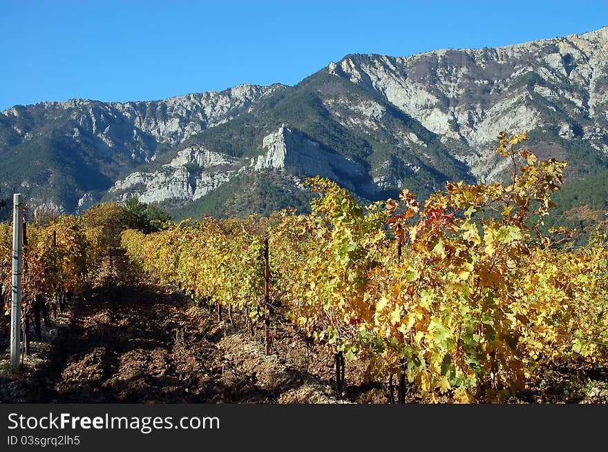 Field of grape vines with mountains