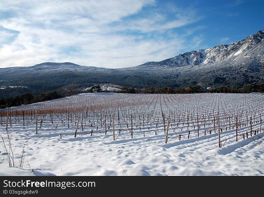 Winter grape field