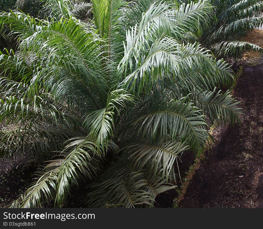 The Palm tree fields in Indonesia