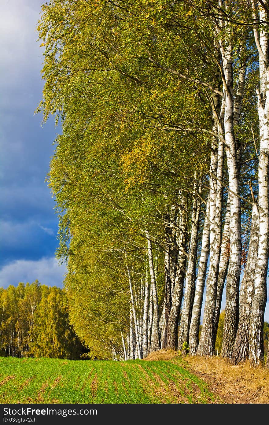 White trunks of birch trees on the background of green and yellow autumn foliage and dark blue sky. White trunks of birch trees on the background of green and yellow autumn foliage and dark blue sky