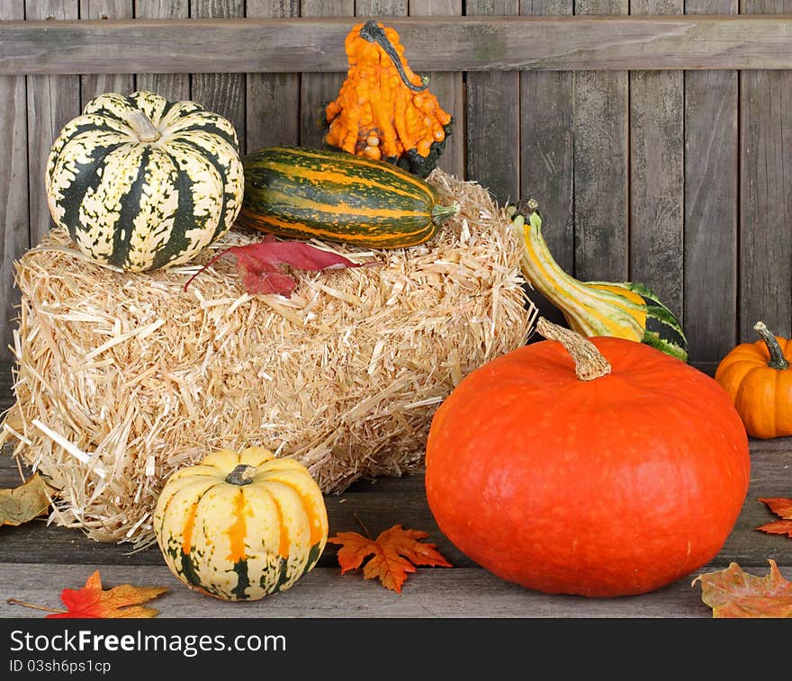 Autumn Gourds