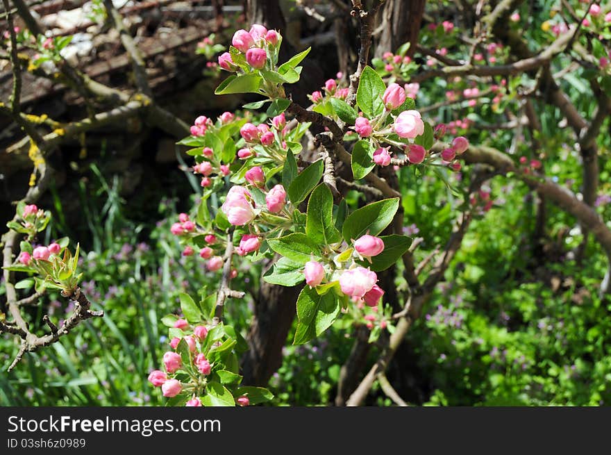 Closeup of pink blossoms on apple tree in garden. Closeup of pink blossoms on apple tree in garden