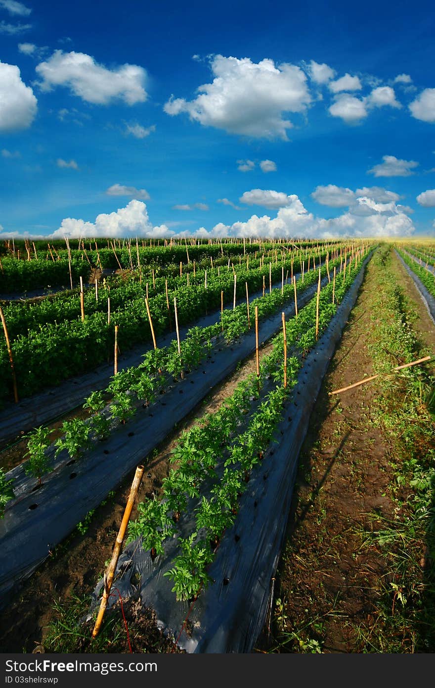 Plant field and blue sky