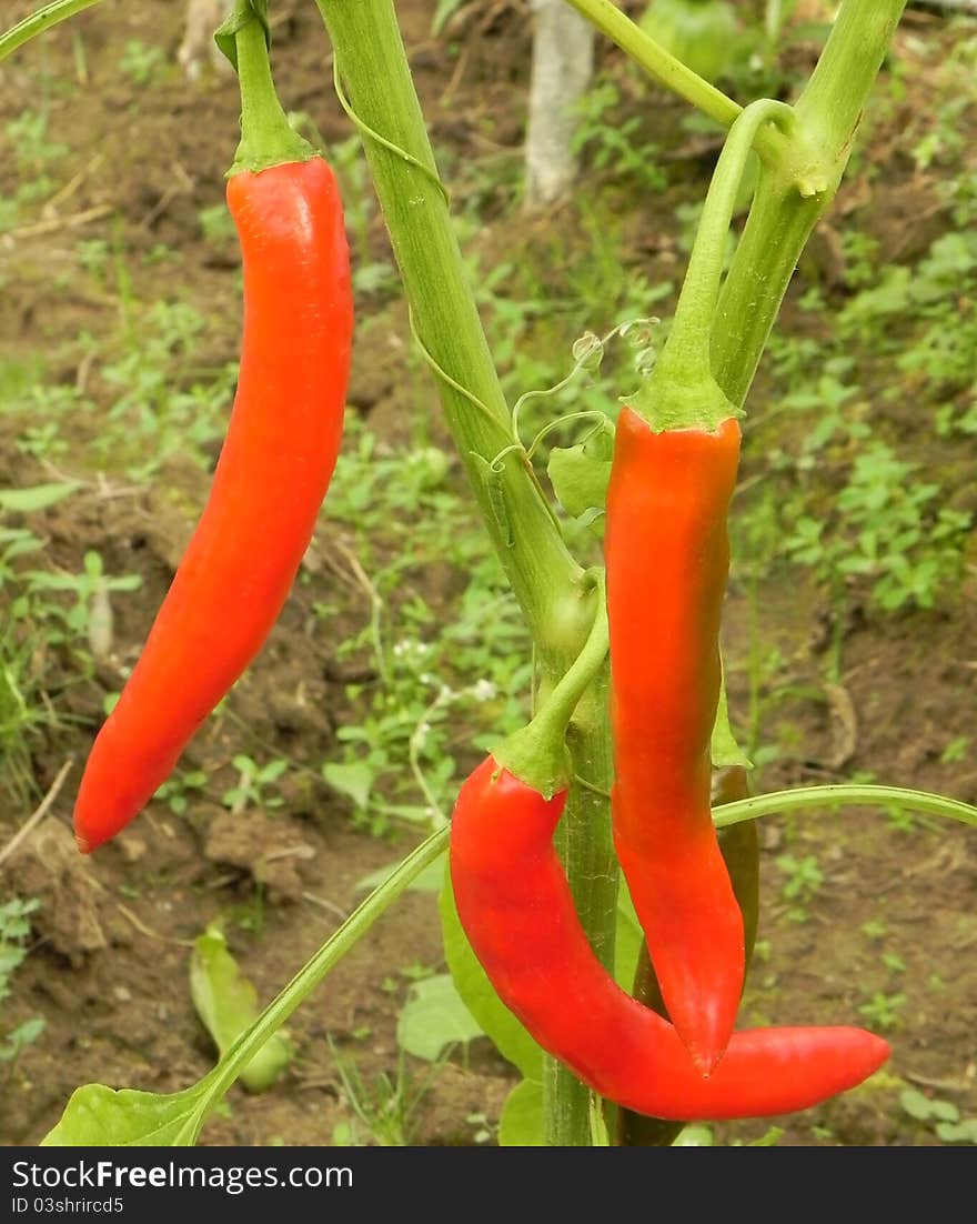 Peppers in the garden.