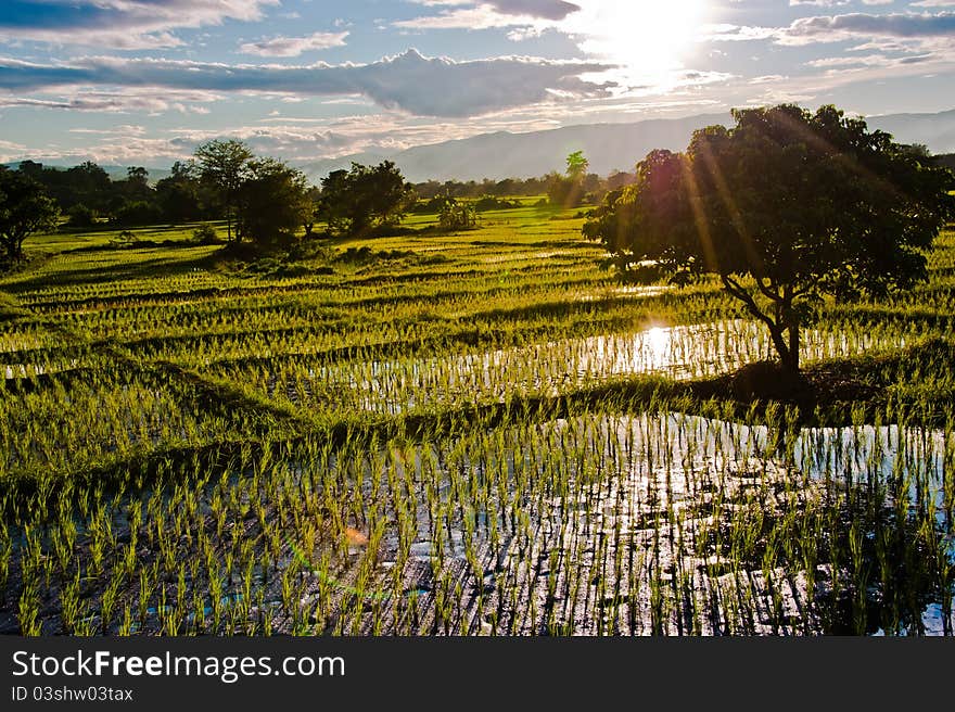 Rice field with sun ray