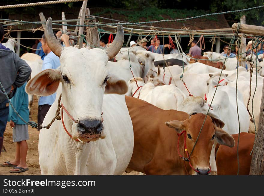 Cow market