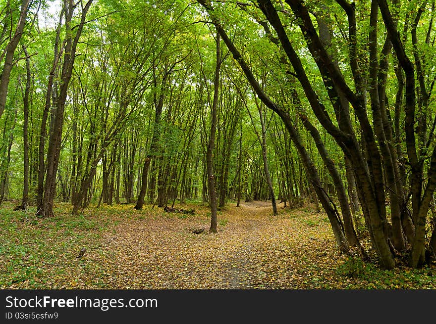 Autumn forest near the Seversky Donets River