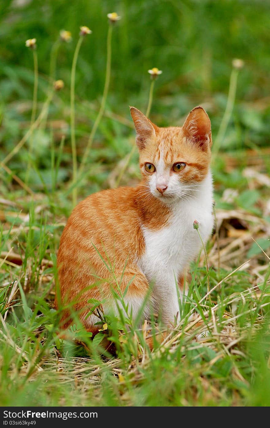 Cat sitting in the meadow. Cat sitting in the meadow