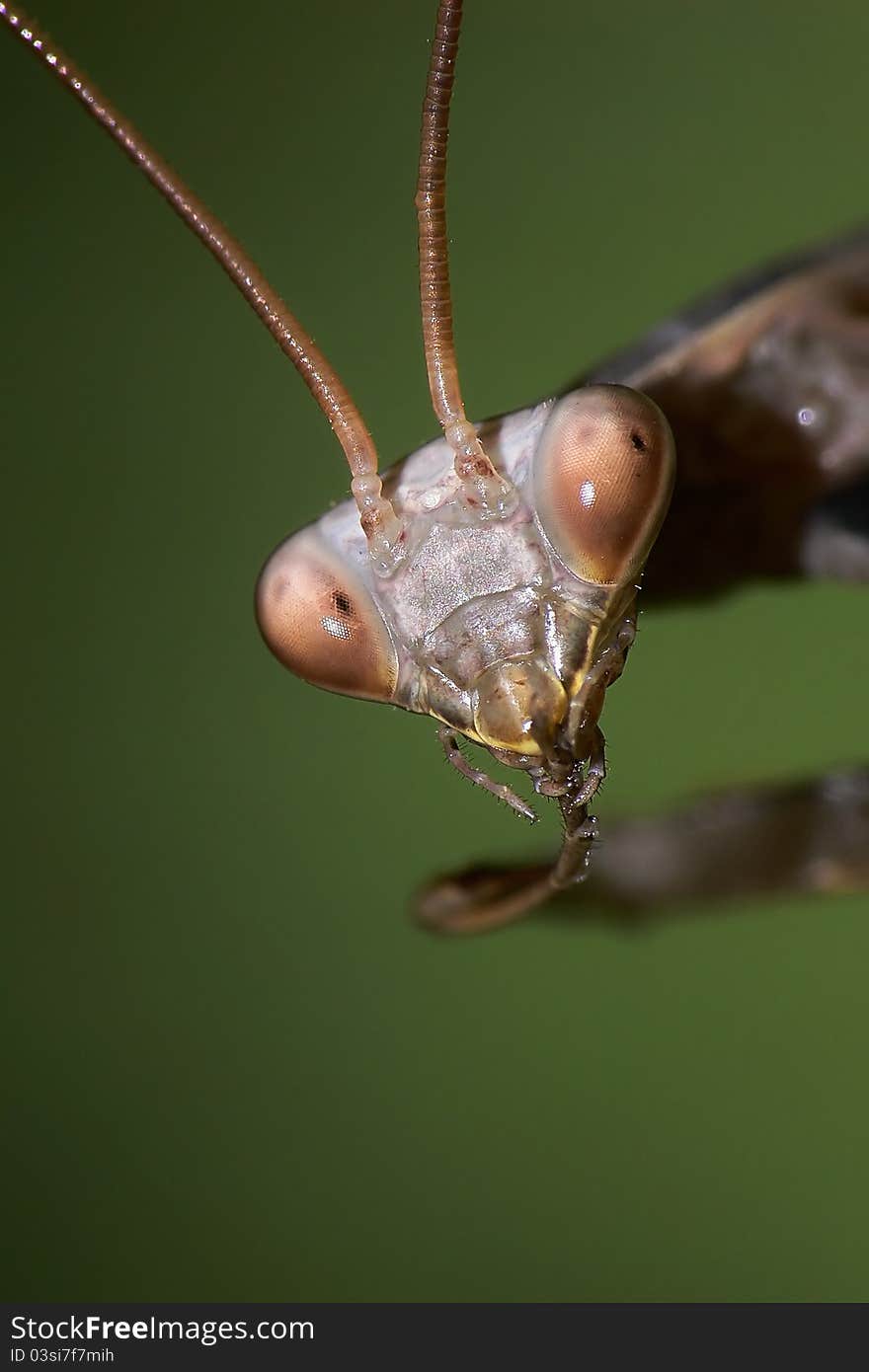 Closeup portrait of Praying mantis. Closeup portrait of Praying mantis