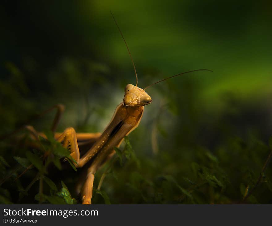 Closeup portrait of Praying mantis