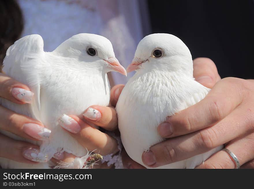 Pair of pigeons