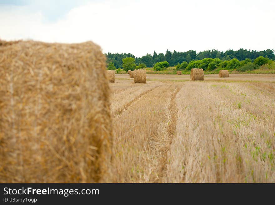 Roll of straw on the field