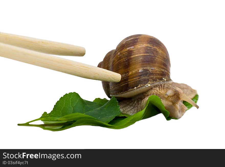 Chopsticks and Burgundy snail on green leaf. Chopsticks and Burgundy snail on green leaf.