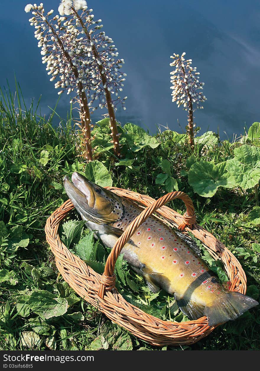 Trout in a basket