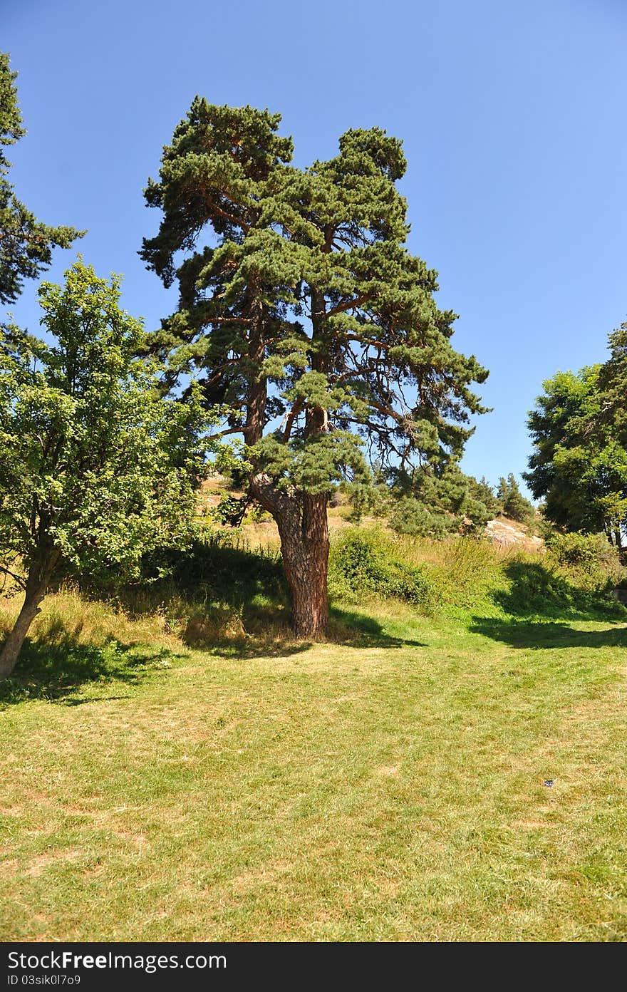 Tree on a hill and blue sky