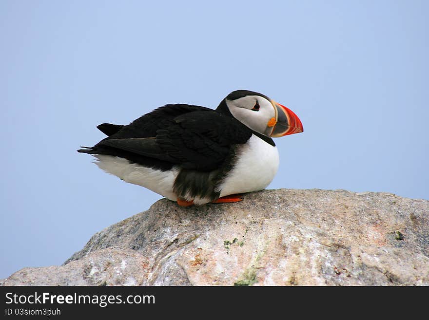 Puffin Profile