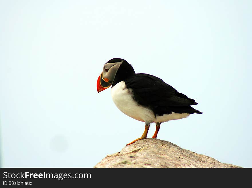 Big First Step For The Puffin