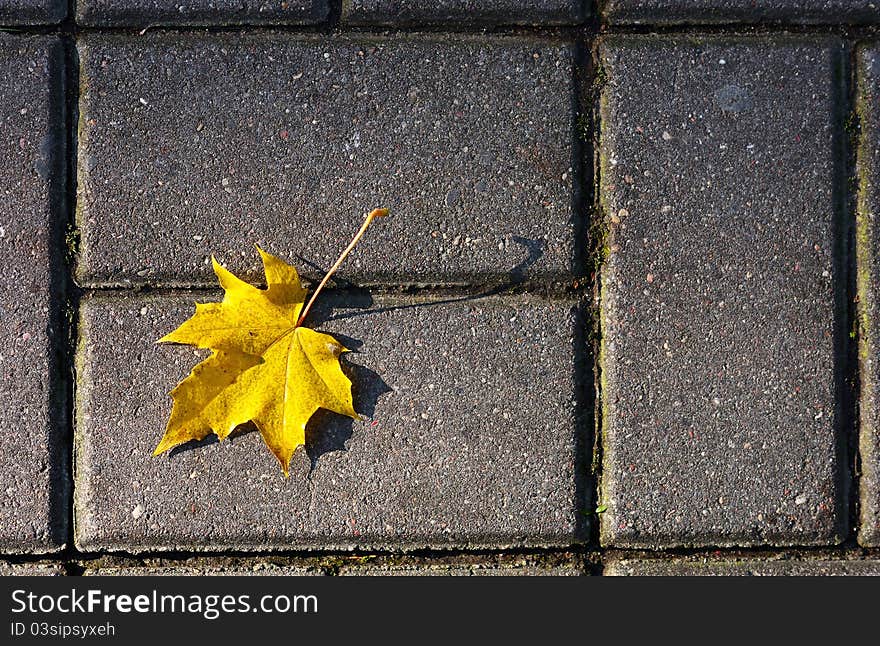 Yellow autumn maple leaves in the park. Yellow autumn maple leaves in the park.