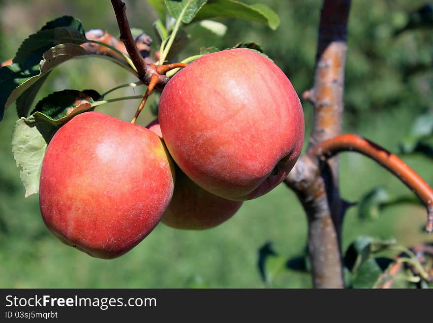 Two apples on a tree. Two apples on a tree