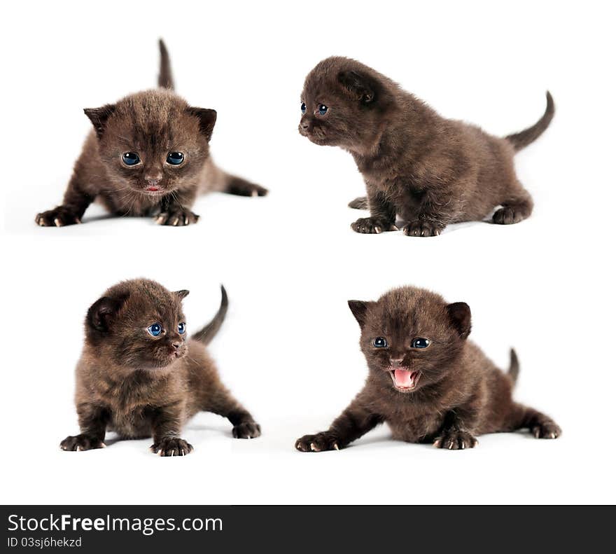 Black British kitten with blue eyes in different poses isolated set