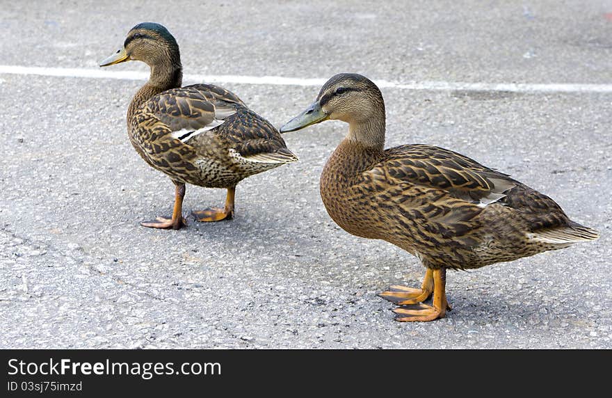 Two gooses in the street