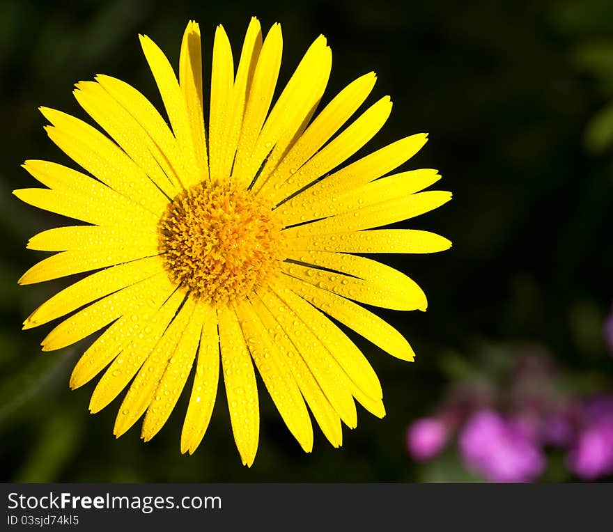 Yellow daisy against a background of green