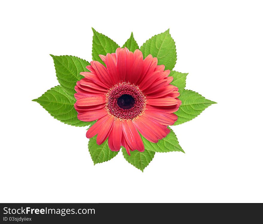 Nice design element. Beautiful red flower head lying on freshness green leaves