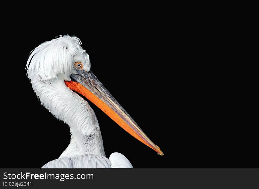 Pelican Portrait On Black