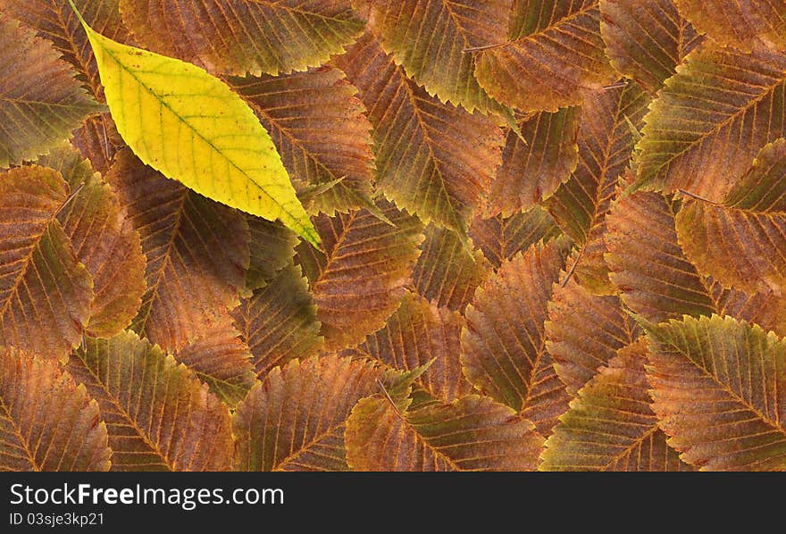 Autumn concept. One yellow dry leaf on background made from lot of brown fall leaves. Autumn concept. One yellow dry leaf on background made from lot of brown fall leaves