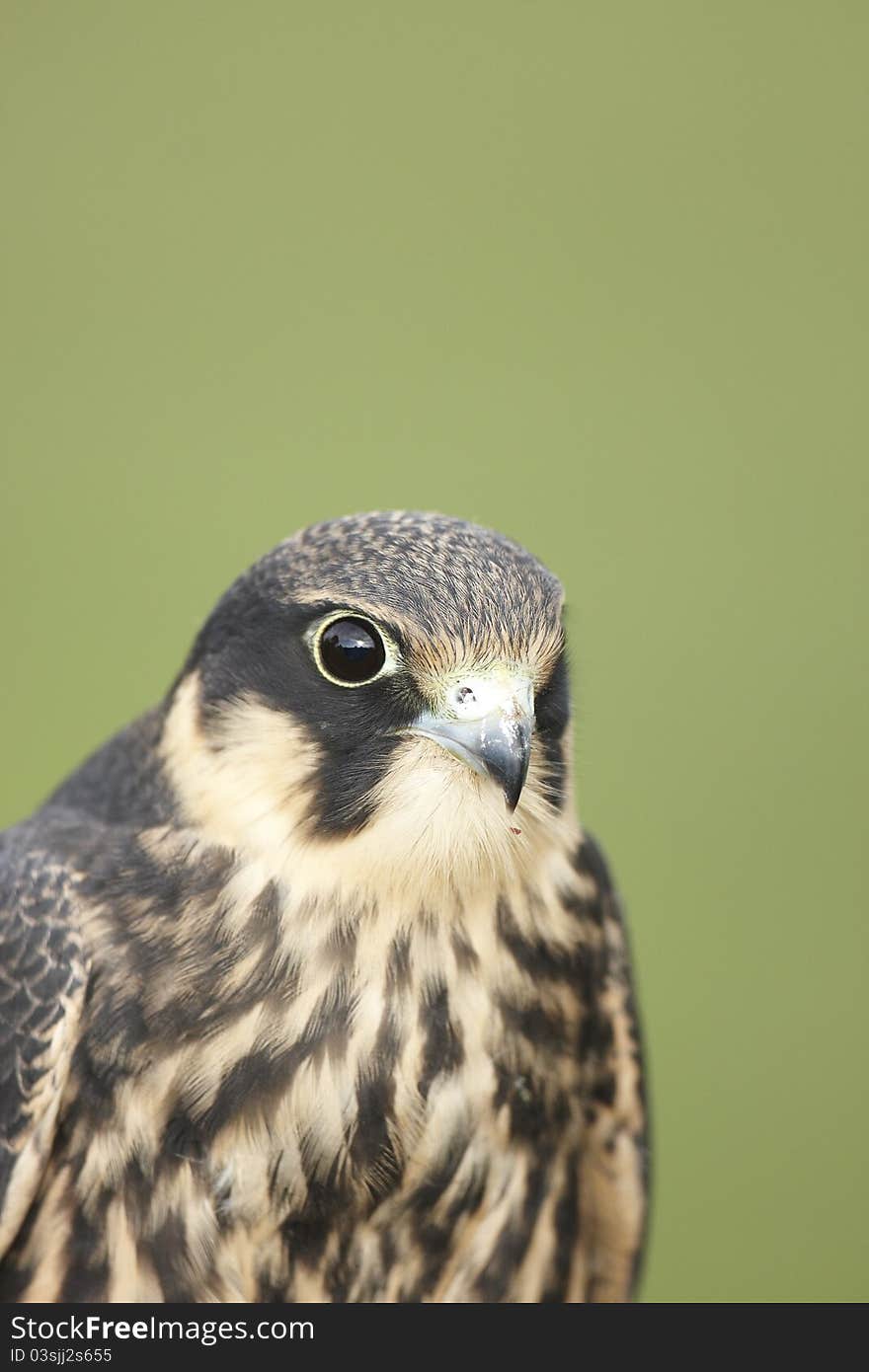 A close-up of a captive hobby