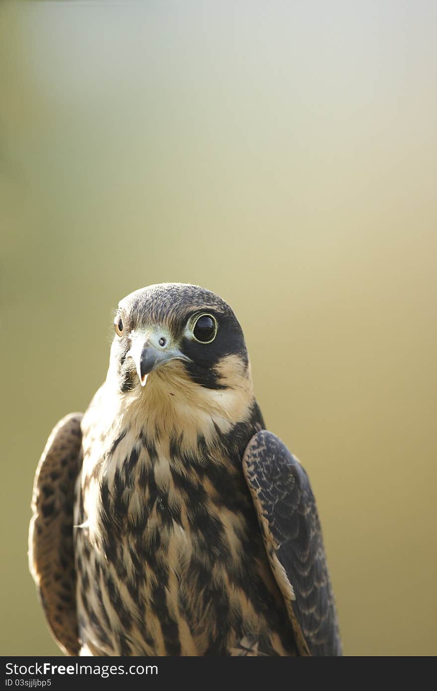 A close-up of a backlit captive Hobby,Falco subbuteo.