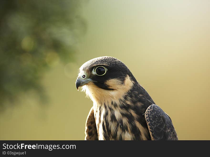 A close-up of a captive Hobby,Falco subbuteo,with a green background