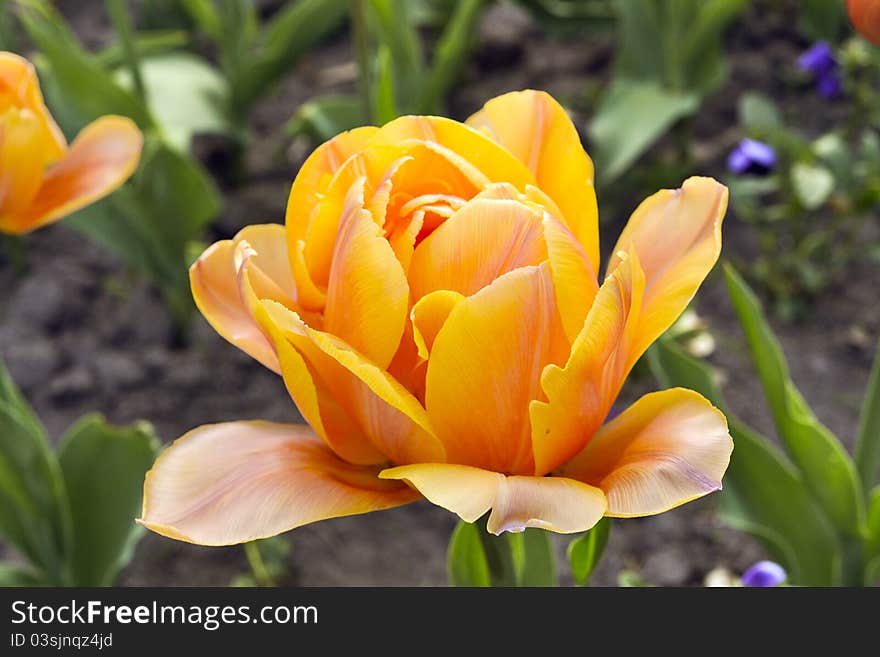 Yellow tulip in the spring in city park. Yellow tulip in the spring in city park