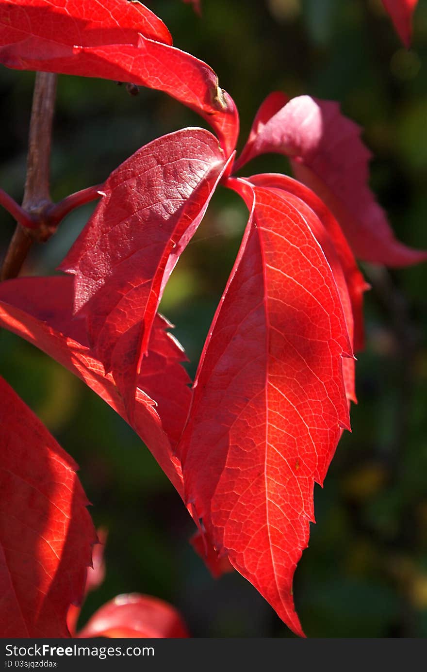 Red autumn leaves