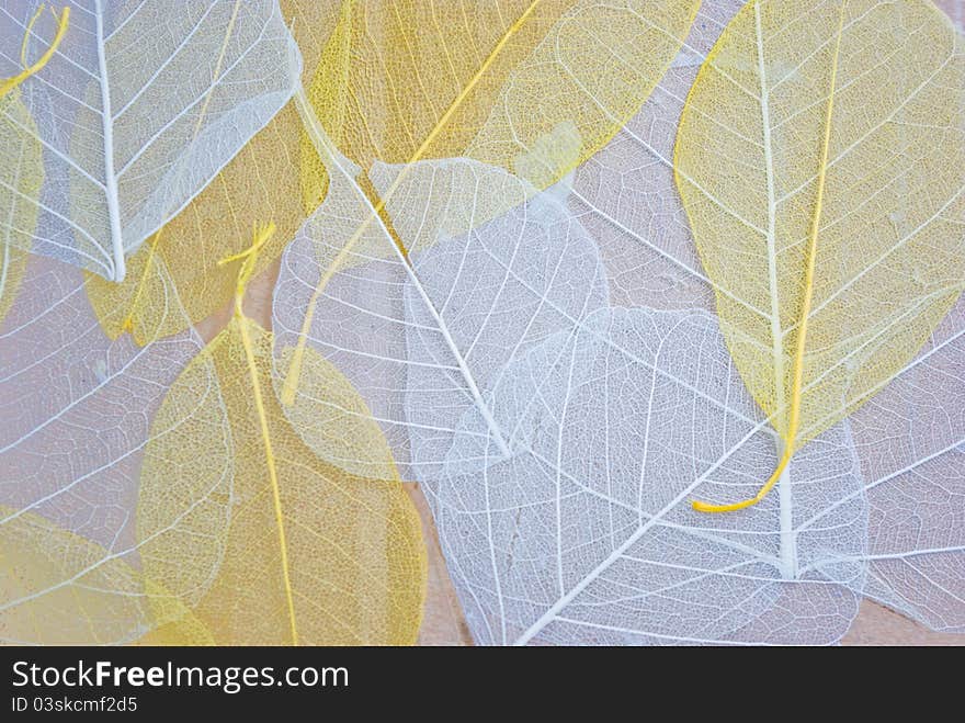 White and yellow skeleton leaves textured background. White and yellow skeleton leaves textured background